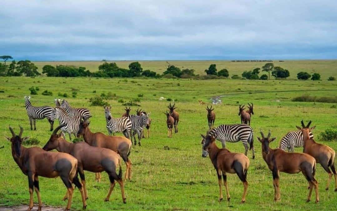 Tanzania Safari Article