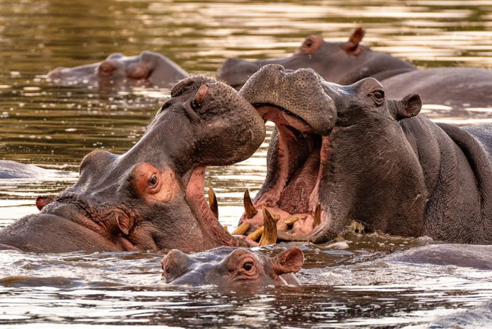 lodging safari