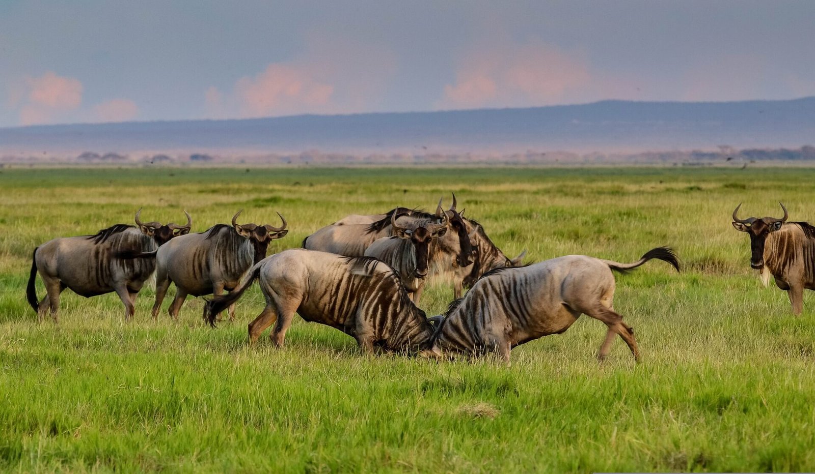 wildebeest migration