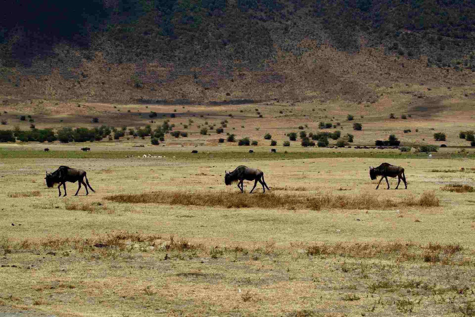 Ngorongoro