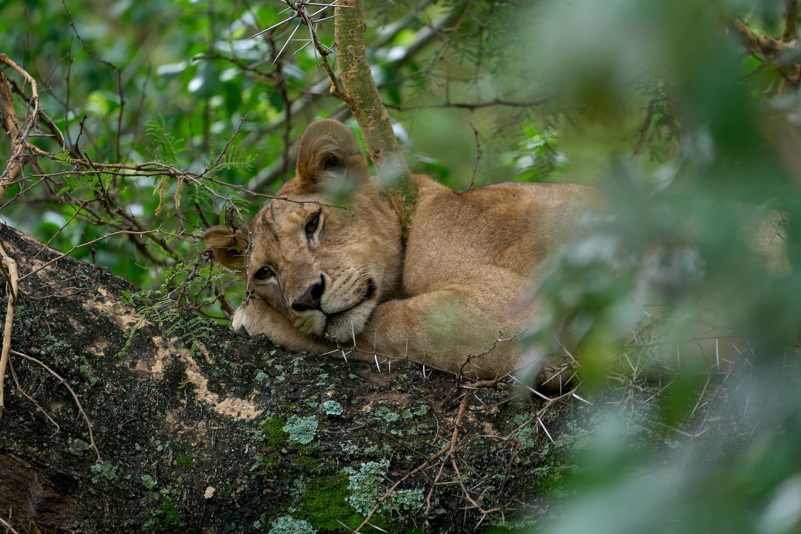 camping safari