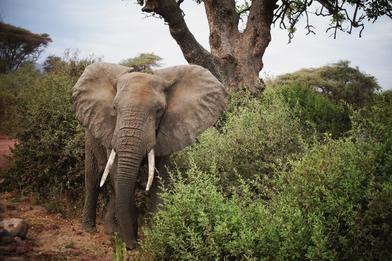 lodging safari